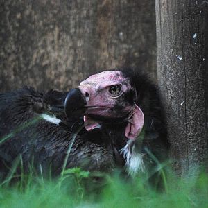 Red-headed (or Pondicherry) Vulture at Berlin Zoo, 31/08/11