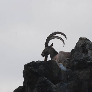 Siberian Ibex at Berlin Zoo, 31/08/11