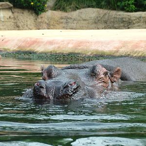 Common Hippopotamus at Berlin Zoo, 31/08/11