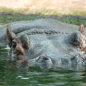 Common Hippopotamus at Berlin Zoo, 31/08/11