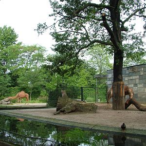 Camel and Sheep Paddocks at Berlin Zoo, 31/08/11