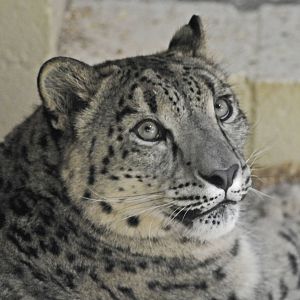 Snow Leopard Magassh