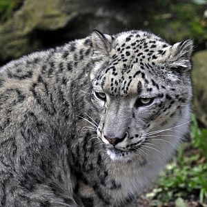 Snow Leopard Nanga