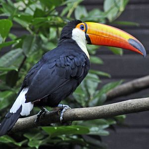 Toco Toucan