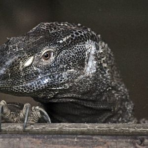 White Throated Monitor