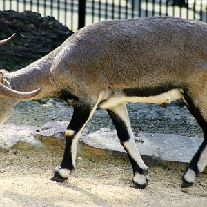 Blue sheep (bharal); Halle; 4th September 2011