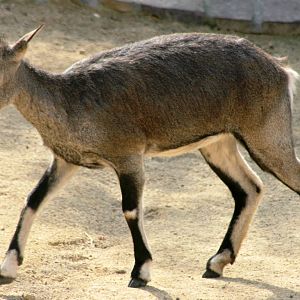 Young blue sheep (bharal); Halle; 4th September 2011