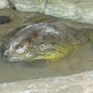 African Bullfrog (no thumbnail)