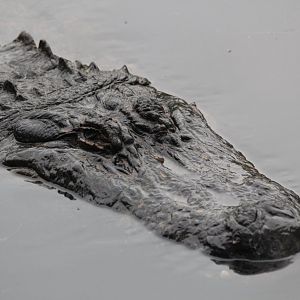 Alligator