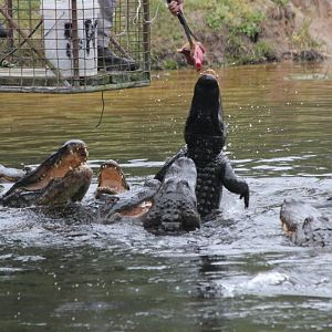 Alligator feeding