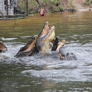 Alligator feeding