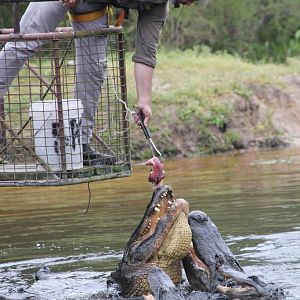Alligator feeding