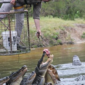 Alligator feeding