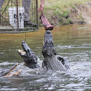 Alligator feeding