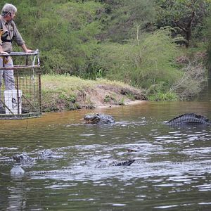 Alligator feeding