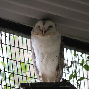 Barn Owl
