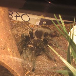 Black Tarantula