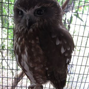 Boobook Owl