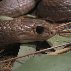 Eastern Brown Snake