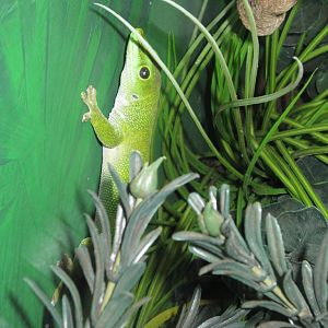 Madagascan Day Gecko