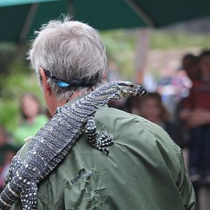Reptile Show - Lace Monitor