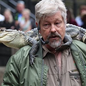 Reptile Show - Alligator