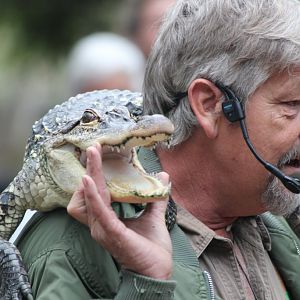 Reptile Show - Alligator teeth