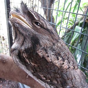 Tawny Frogmouth