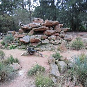 Yellow-footed Rock Wallaby enclosure