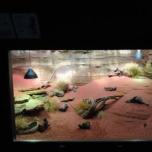 Central Australian Exhibit in the Reptile House