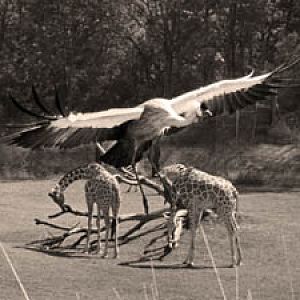 crane over savanna (version 2)