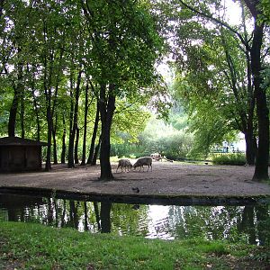Sheep Island at Berlin Zoo, 31/08/11