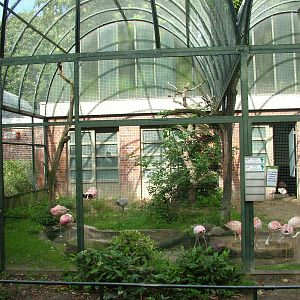 Flamingo Aviary at Berlin Zoo, 31/08/11