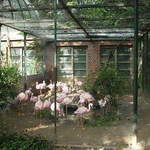 Flamingo Aviary at Berlin Zoo, 31/08/11