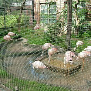 Flamingos at Berlin, 31/08/11