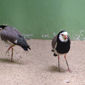 Long-toed Lapwings at Berlin, 31/08/11