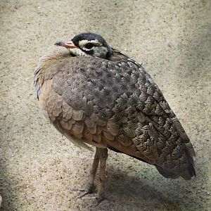 White-bellied Bustard at Berlin Zoo, 31/08/11