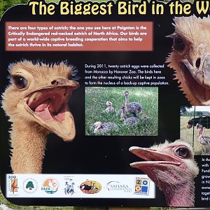 Red-Necked Ostrich sign