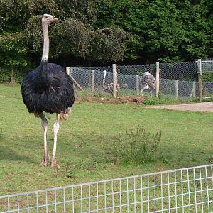 Old and new Ostriches