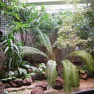 Kagu Indoor Exhibit at Berlin Zoo, 31/08/11