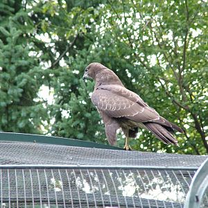 Wild Buzzard at Berlin Zoo, 31/08/11