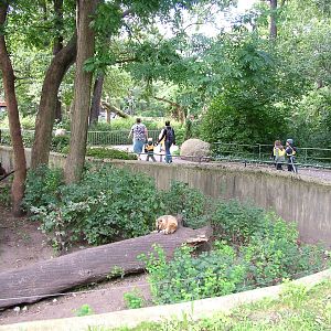 Coati Exhibit at Berlin Zoo, 31/08/11