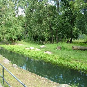 African Wild Dog Exhibit at Berlin Zoo, 31/08/11