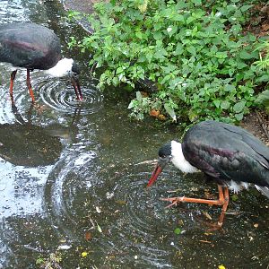 Asian Woolly-necked Storks at Berlin Zoo, 31/08/11