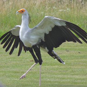 Secretary Bird
