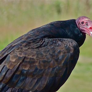 Turkey Vulture