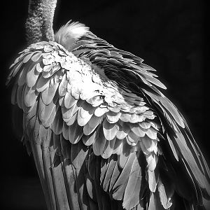 White-backed Vulture