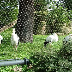 Maguari Storks at Berlin Zoo, 31/08/11