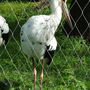 Subadult Maguari Stork at Berlin Zoo, 31/08/11