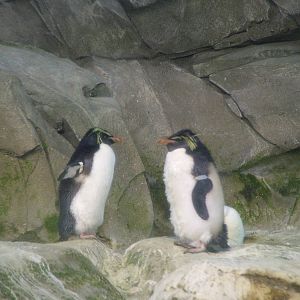 Northern Rockhopper Penguins at Berlin Zoo, 31/08/11